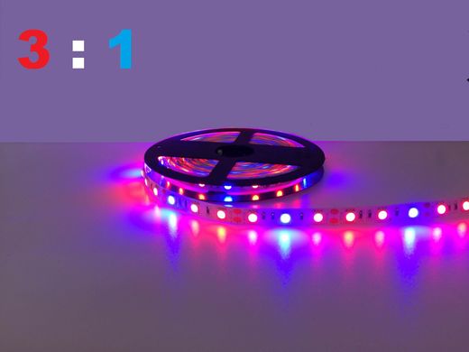 фото LED фитолента 12В SMD5050 60д/м ip20 3:1