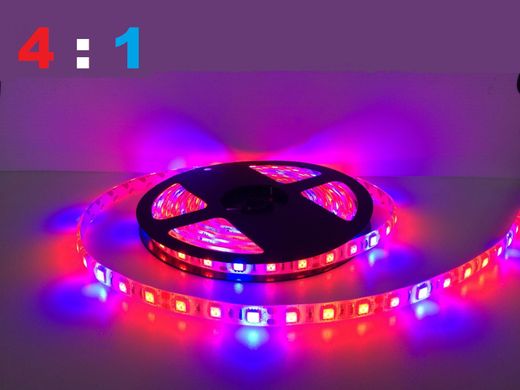 фото LED фитолента 12В SMD5050 60д/м ip20 4:1